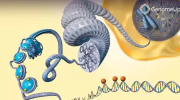 epigenetica b24eb461
